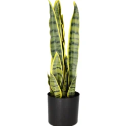 Anopinkieli Kotikulta 50 cm