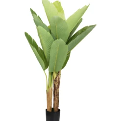 Banaanipuu Kotikulta 120 cm