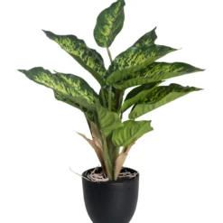 Kirjovehka Kotikulta 36 cm ruukussa