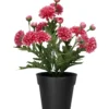 Krysanteemi ruukussa Kotikulta 27 cm pinkki