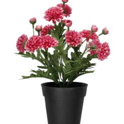 Krysanteemi ruukussa Kotikulta 27 cm pinkki