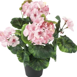 Pelargonia Kotikulta 30 cm ruukussa pinkki