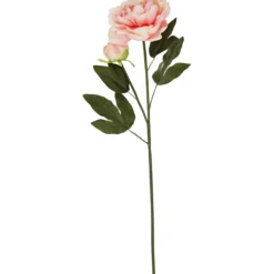 Pionin oksa Kotikulta 70 cm