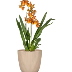 Ruukku Scheurich 842/16 cm beige