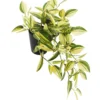 Venhojuoru Kotikulta 46 cm