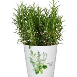 Yrttiruukku Scheurich 778 16 cm mediterranean